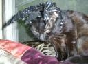 sid_antlers_08282008_002.jpg