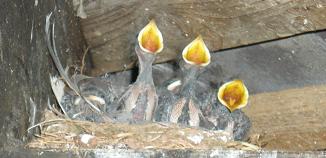 1_swallow_nest.jpg