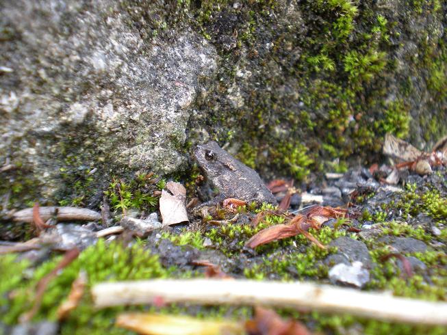 2_tiny_toad.jpg