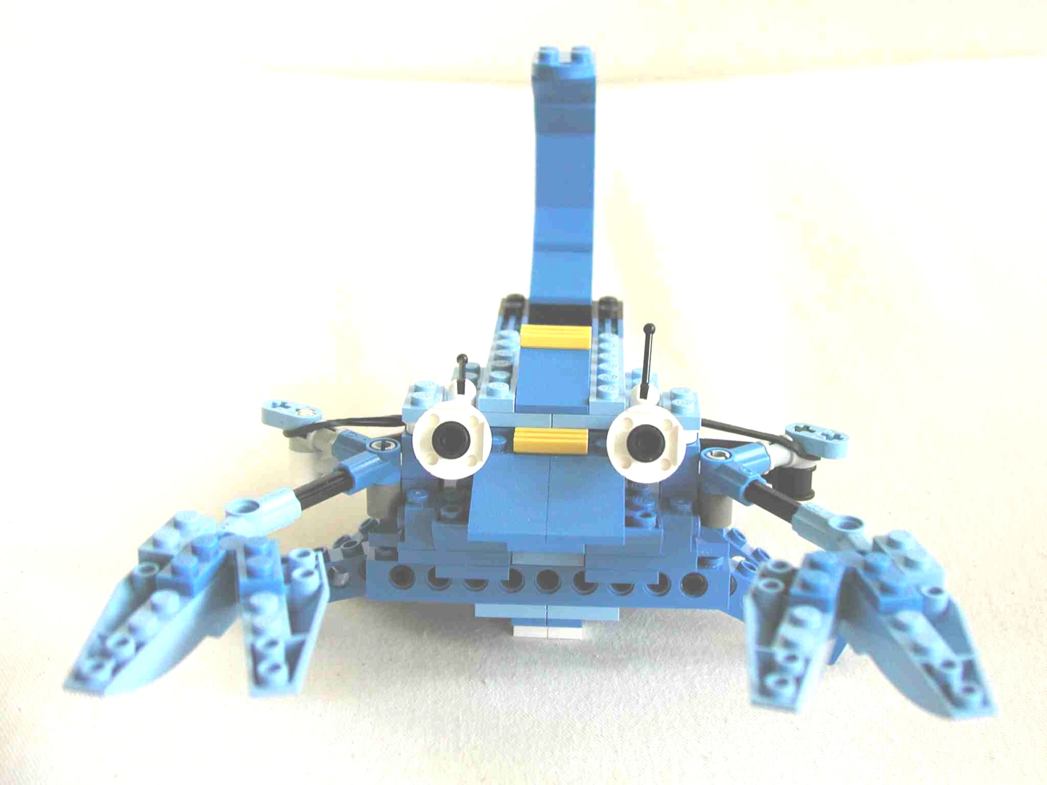 crab4.jpg