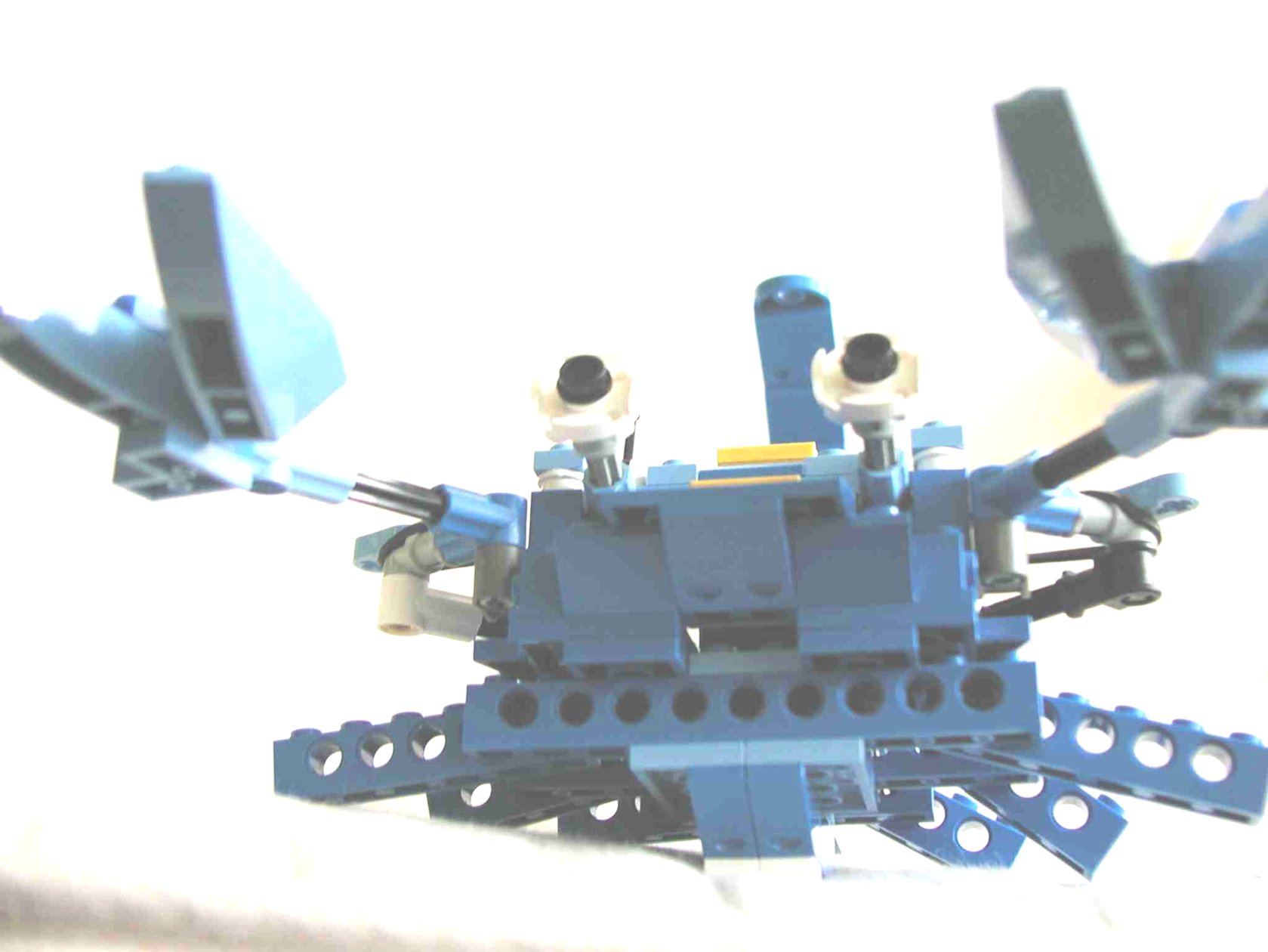 crab6.jpg