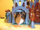 Guinea-Pig