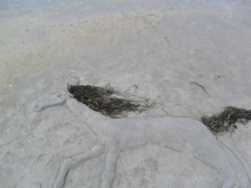 sandhorse02.jpg
