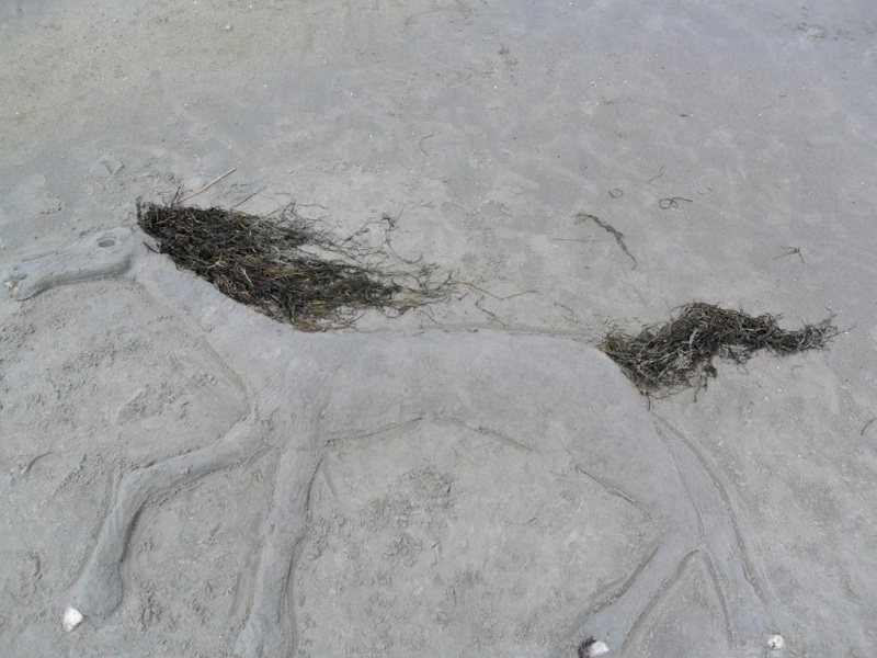 sandhorse1.jpg