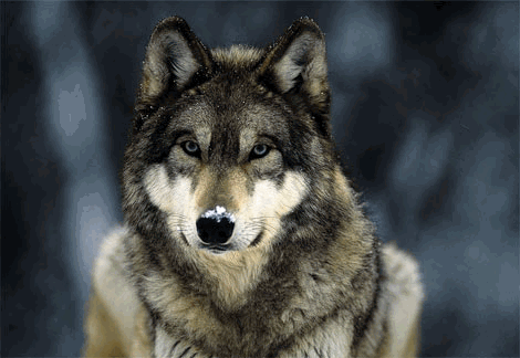 mr.wolf.gif