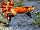foxtails.bmp