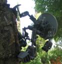 borubatree_climbing.jpg