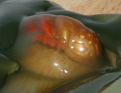 underslime.jpg