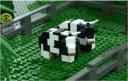 nxtcows.jpg