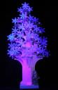 BlackLiteTree
