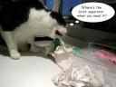 Cat-Builder-2