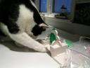 cat-castle-1.jpg