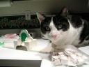 cat-castle-2.jpg