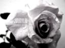 rose.jpg