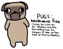 everyone-wants-a-pug-but-nobdy-wants-to-take-care-of-one.jpg