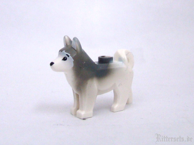 huskie.jpg