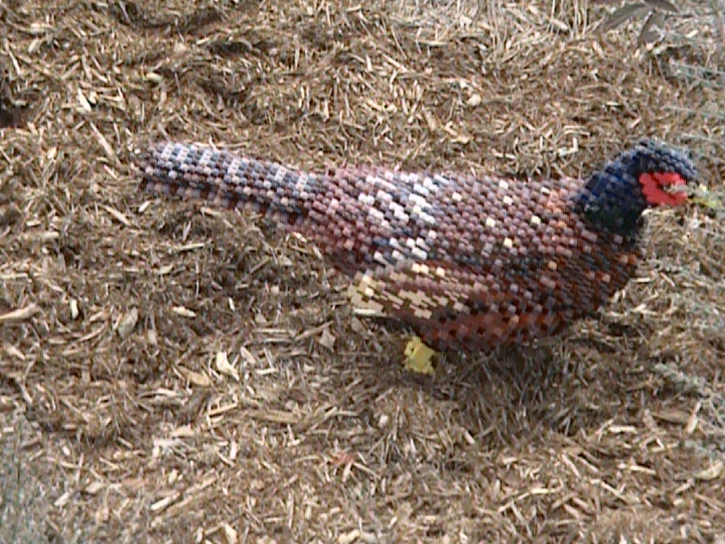 dvc01468.jpg