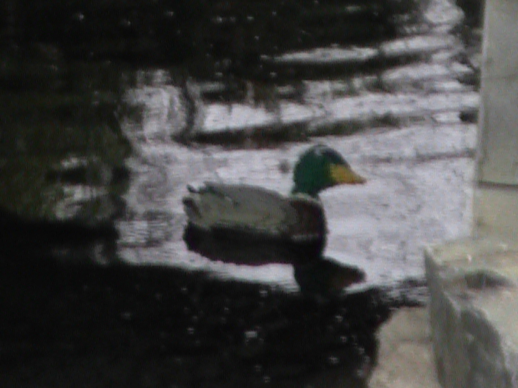 dvc01471.jpg