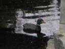 dvc01471.jpg