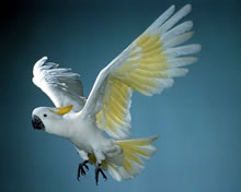 sulphur_crested_cockatoo.jpg