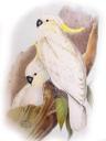 sulphur_crested_cockatoo2.jpg