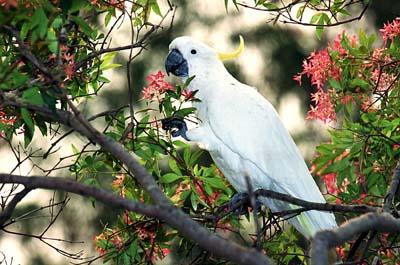 wildcockatoo.jpg