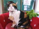 The_Railway_Cat.png