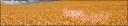 banner1.png