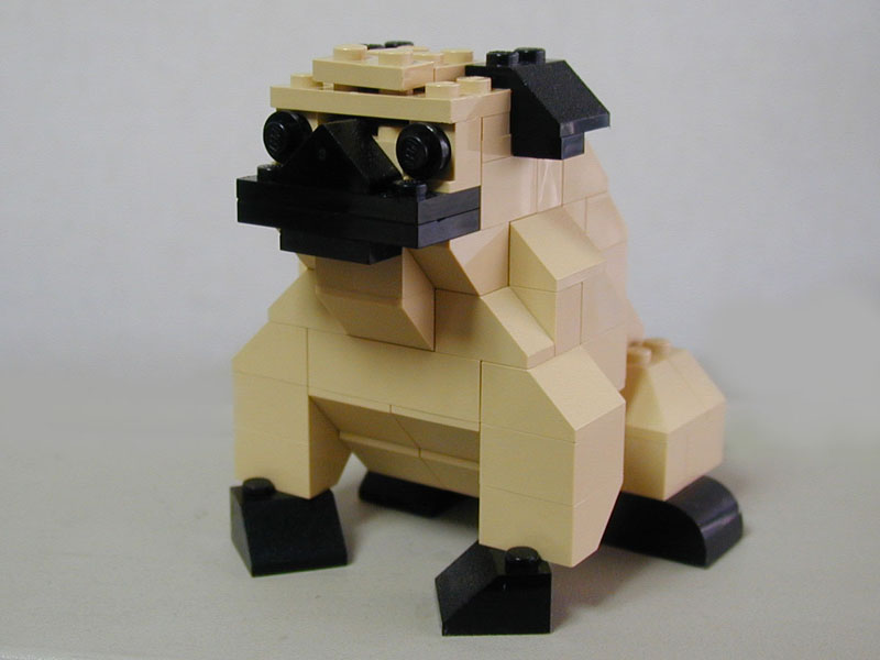pug.jpg