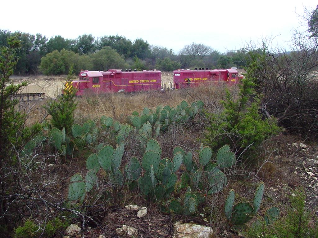 texas_cacti.jpg