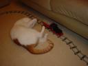cat02.jpg