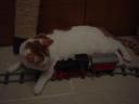 cat04.jpg