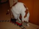 cat05.jpg