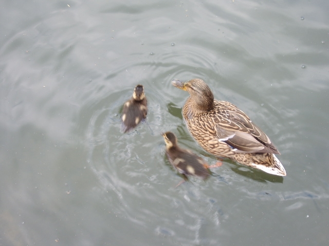 duck.jpg