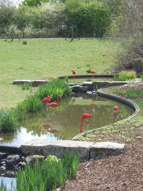 flamingos.jpg