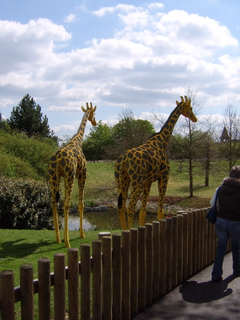 giraffes.jpg