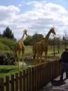 giraffes.jpg