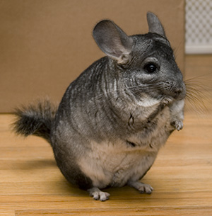 chinchilla2.jpg