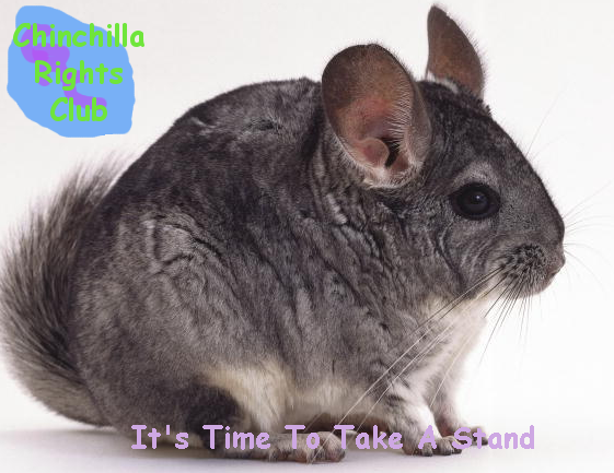 chinchilla3.png