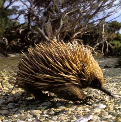 echidna2.jpg