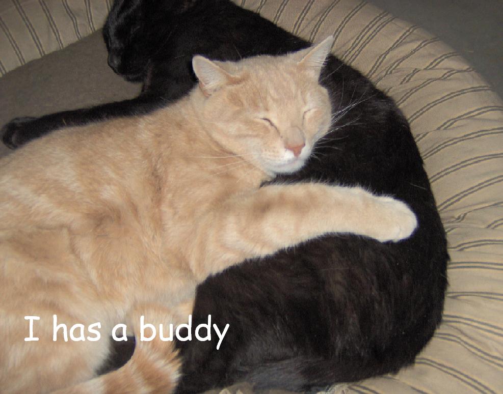 kittehbuddy.jpg