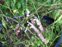 swamp_rat_014.jpg