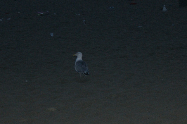 dsc00006.jpg