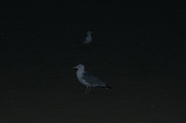 dsc00009.jpg