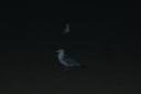 dsc00009.jpg