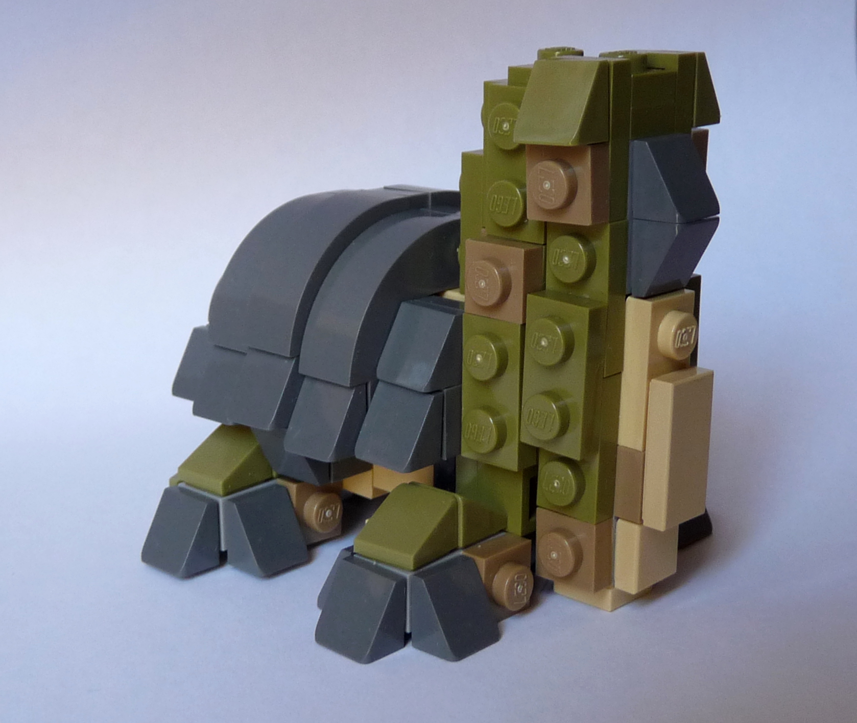 turtle_1.jpg