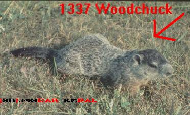 woodchucksiggy.jpg