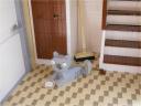 cat_05.jpg