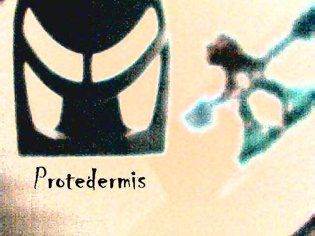 protedermis.jpg