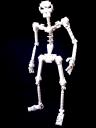 skeleton01.jpg